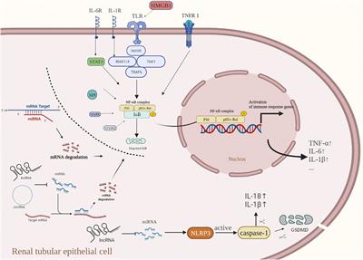 The Intersection of Acute Kidney Injury and Non-Coding RNAs: Inflammation